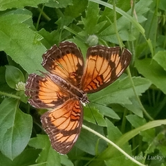 Junonia sophia sophia