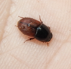 Rhodaphodius foetens