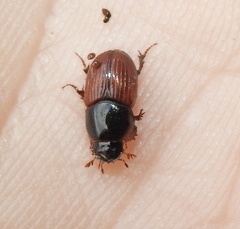 Rhodaphodius foetens