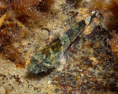 Myoxocephalus