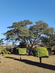 Copaifera langsdorffii