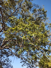 Copaifera langsdorffii