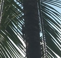 Funambulus tristriatus