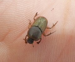 Euoniticellus fulvus