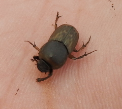 Euoniticellus fulvus