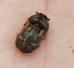 Euoniticellus fulvus