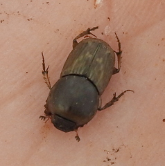 Euoniticellus fulvus