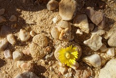 Lithops localis