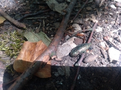 Dicerca berolinensis