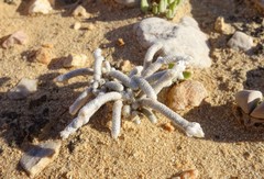 Anacampseros ustulata