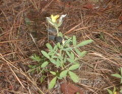Crotalaria goreensis