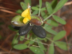 Crotalaria goreensis