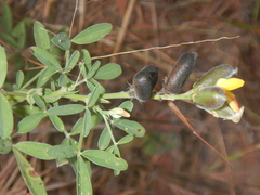 Crotalaria goreensis