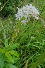 Lysimachia barystachys