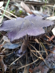 Cortinarius kioloensis