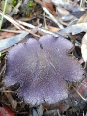 Cortinarius kioloensis