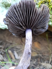 Cortinarius kioloensis