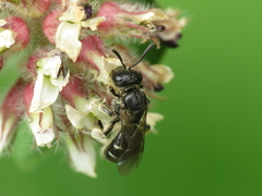 Lasioglossum interruptum