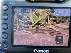 Trachylepis depressa