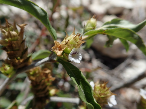 Neuracanthus umbraticus image