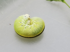 Cimbex femoratus