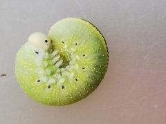 Cimbex femoratus