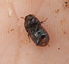 Rhodaphodius foetens