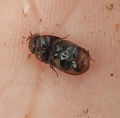 Rhodaphodius foetens