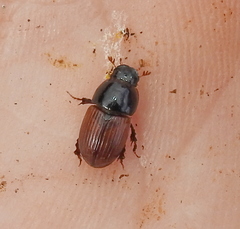 Rhodaphodius foetens