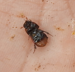 Rhodaphodius foetens