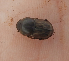 Euoniticellus fulvus