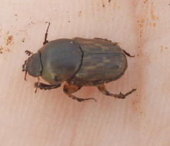 Euoniticellus fulvus