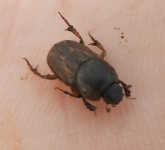 Euoniticellus fulvus