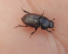 Colobopterus erraticus