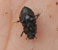 Colobopterus erraticus