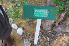 Jatropha mahafalensis