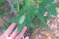 Jatropha mahafalensis