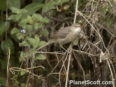 Acrocephalus newtoni