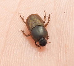 Euoniticellus fulvus