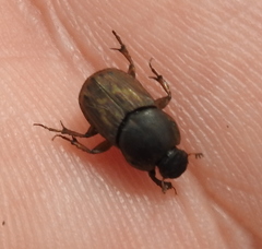 Euoniticellus fulvus