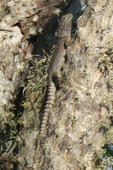 Oplurus cyclurus