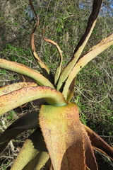 Aloe divaricata