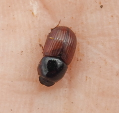 Rhodaphodius foetens
