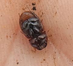 Rhodaphodius foetens