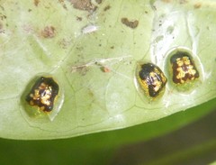 Cassida diomma