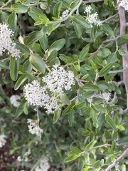 Ceanothus fendleri