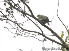 Treron australis