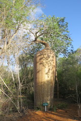 Adansonia rubrostipa