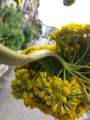 Achillea filipendulina