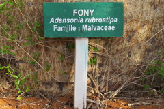 Adansonia rubrostipa